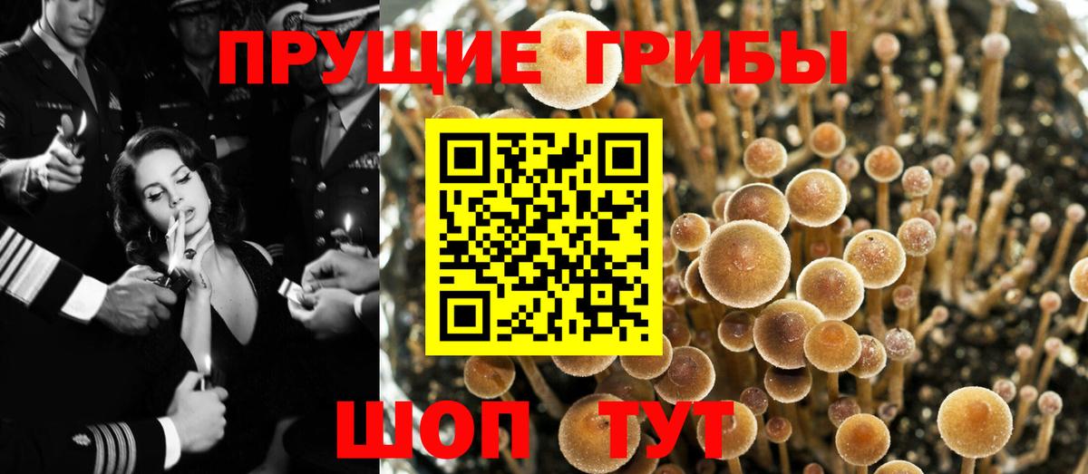 Галлюциногенные грибы Psilocybine cubensis Малгобек